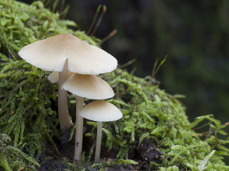 Mycena romagnesiana